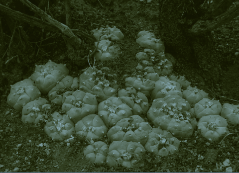 Reseña del documental Huicholes: los últimos guardianes del peyote