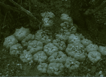 Reseña del documental Huicholes: los últimos guardianes del peyote